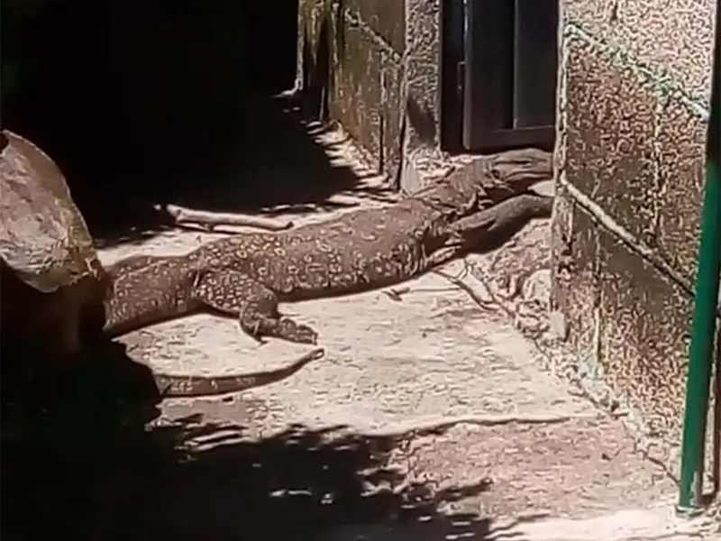 Encuentran en Tlaxcala reptil similar al Dragón de Komodo