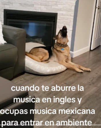 Lomito reacciona al escuchar música en español