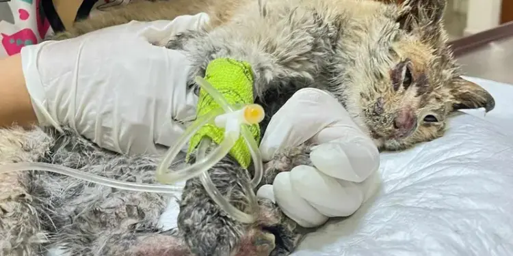 Mazapán: el gatito que sufrió quemaduras por incendio en Neza, pide ayuda