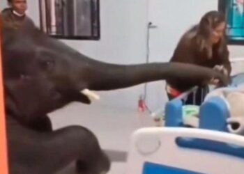 Elefante visita a su cuidador en el hospital