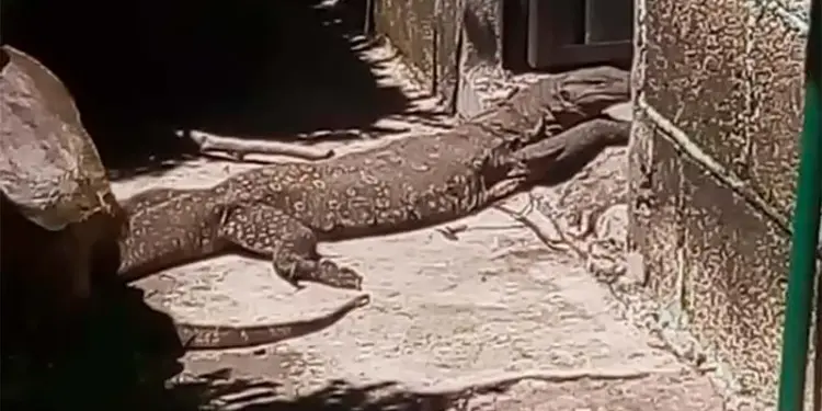 Encuentran en Tlaxcala reptil similar al Dragón de Komodo