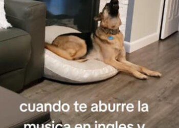 Lomito reacciona al escuchar música en español