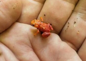 Miles de sapos huyen en Yucatán debido al huracán Beryl